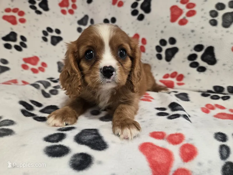 Cavalier king Charles Spaniel  – Cavalier King Charles Spaniel puppy for sale in Buffalo, NY