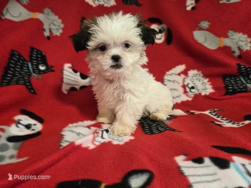 Shihtzu – Shih Tzu puppy for sale in Buffalo, NY