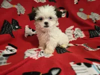 Shihtzu, a male Shih Tzu for sale in Buffalo, NY – 1 of 4