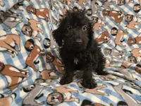 Yorkie poo, a male Yorkipoo for sale in Buffalo, NY – 3 of 4