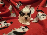 Shihtzu/ Bichon, a male Bichon Frise and Shih Tzu for sale in Buffalo, NY – 4 of 4