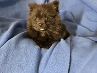 Pomeranian , a male Pomeranian for sale in Buffalo, NY – 3 of 4