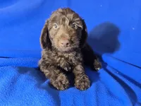 Yorkie poo , a male Yorkipoo for sale in Buffalo, NY – Photo 4 of 5