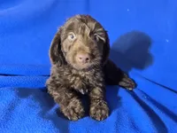 Yorkie poo , a male Yorkipoo for sale in Buffalo, NY – Photo 2 of 5