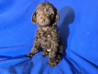 Yorkie poo , a male Yorkipoo for sale in Buffalo, NY – Photo 1 of 5