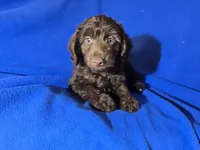 Yorkie poo , a male Yorkipoo for sale in Buffalo, NY – Photo 3 of 5