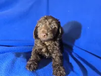 Yorkie poo , a male Yorkipoo for sale in Buffalo, NY – Photo 5 of 5