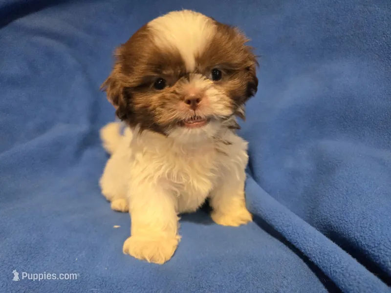 Shihtzu  – Shih Tzu puppy for sale in Buffalo, NY