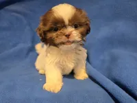 Shihtzu , a male Shih Tzu for sale in Buffalo, NY – 1 of 4
