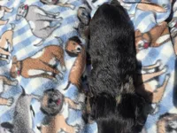 Mini Dachshund, a male Miniature Dachshund for sale in Buffalo, NY – 3 of 5