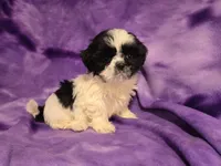 Shihtzu, a female Shih Tzu for sale in Buffalo, NY – 2 of 4