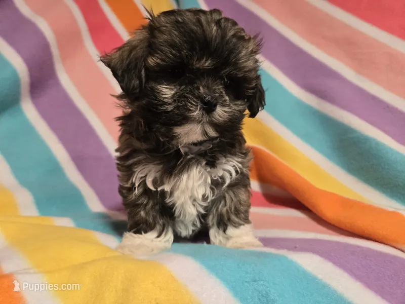 Shihtzu /Maltese  – Maltese, Shih Tzu puppy for sale in Buffalo, NY