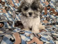 Shihtzu/Maltese , a male Maltese and Shih Tzu for sale in Buffalo, NY – 2 of 6