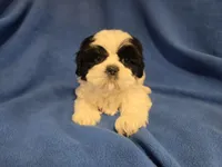 Shihtzu /Maltese mix, a male Maltese and Shih Tzu for sale in Buffalo, NY – 4 of 4