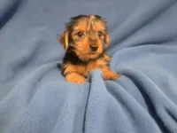 Yorkie Terrier, a male Yorkshire Terrier for sale in Buffalo, NY – 5 of 5