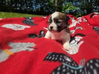 Shihtzu /Bichon , a male Bichon Frise and Shih Tzu for sale in Buffalo, NY – 2 of 4