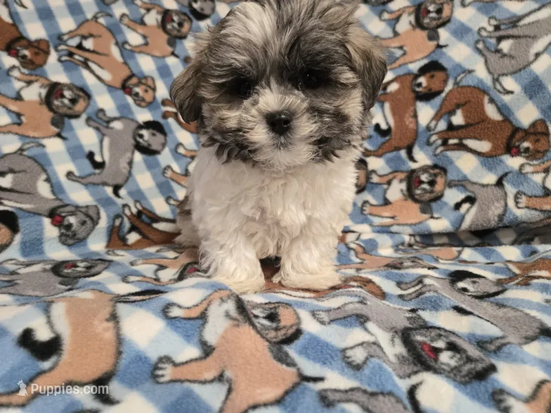 Shihtzu/Maltese  – Maltese, Shih Tzu puppy for sale in Buffalo, NY