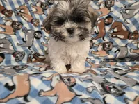 Shihtzu/Maltese , a male Maltese and Shih Tzu for sale in Buffalo, NY – 1 of 6