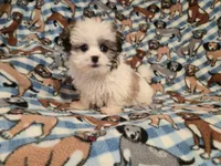 Maltese / shihtzu, a male Maltese and Shih Tzu for sale in Buffalo, NY – 4 of 4