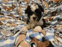 Morkie, a male Maltese and Yorkshire Terrier for sale in Buffalo, NY – 3 of 4