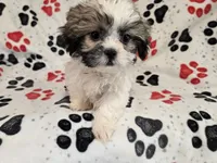 Shihtzu, a male Shih Tzu for sale in Buffalo, NY – 3 of 5
