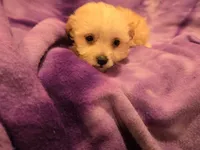 Yorkiepoo, a female Yorkipoo and Maltese for sale in Buffalo, NY – 4 of 4