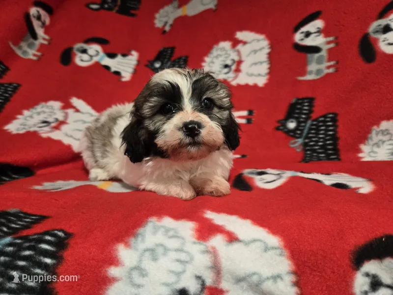 Bichon /Shih tzu  – Bichon Frise, Shih Tzu puppy for sale in Buffalo, NY