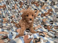 Cavapoo, a male Cavapoo and Poodle - Miniature  for sale in Buffalo, NY – 4 of 4
