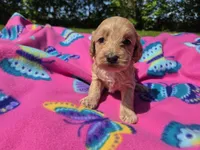 Cockapoo, a female Cockapoo for sale in Buffalo, NY – 2 of 5