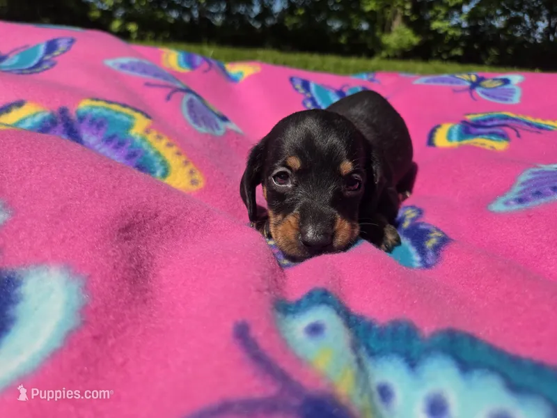Mini Dachshund – Miniature Dachshund puppy for sale in Buffalo, NY