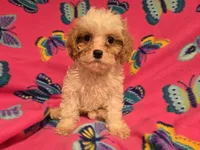 Cavapoo, a female Cavapoo for sale in Buffalo, NY – 3 of 3