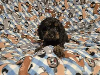 Cockapoo, a male Cockapoo for sale in Buffalo, NY – 4 of 4