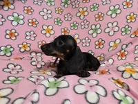 Mini Dachshund, a female Miniature Dachshund for sale in Buffalo, NY – 3 of 4