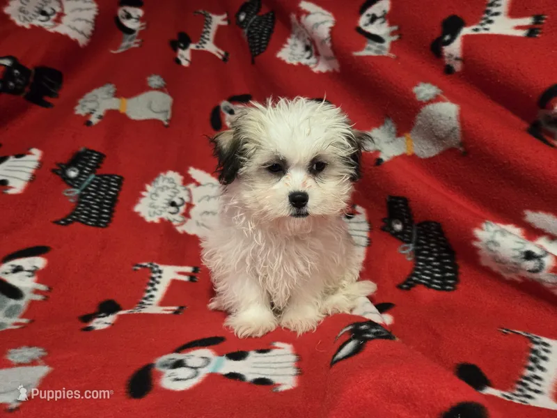 Maltese / shihtzu – Maltese, Shih Tzu puppy for sale in Buffalo, NY
