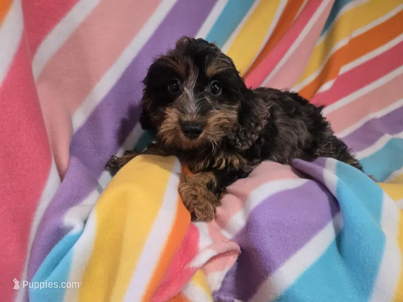 Cockapoo – Cockapoo puppy for sale in Buffalo, NY