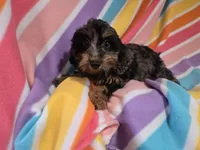 Cockapoo, a female Cockapoo for sale in Buffalo, NY – 1 of 4