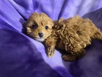 processed/7f459de2-3cf1-4a3f-8e8a-6ad81be9533d/listing/ee298f3c-317e-4234-af9b-ab7b6e7c0c46/367f4e0d-13d5-4d0e-8fa6-90b7dbbc7337