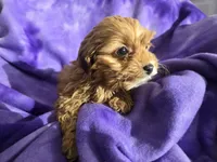 processed/7f459de2-3cf1-4a3f-8e8a-6ad81be9533d/listing/ee298f3c-317e-4234-af9b-ab7b6e7c0c46/3f48d71f-d4d6-4ab9-a279-77865086469c