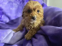 processed/7f459de2-3cf1-4a3f-8e8a-6ad81be9533d/listing/ee298f3c-317e-4234-af9b-ab7b6e7c0c46/923b289e-95d7-477d-a4fc-2265a148c5f6