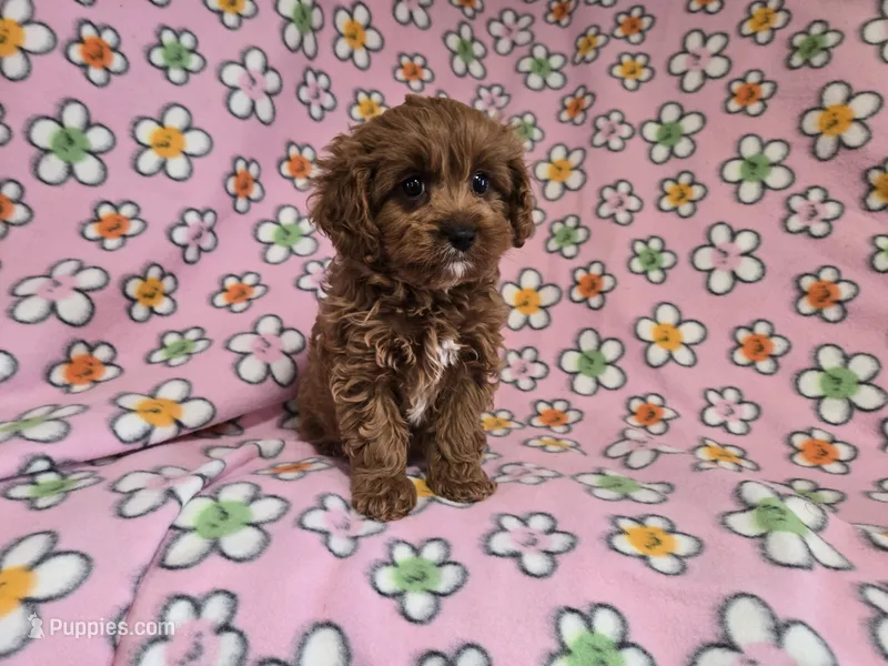 Cavapoo – Cavalier King Charles Spaniel, Poodle - Miniature  puppy for sale in Buffalo, NY