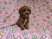 Cavapoo, a female Cavalier King Charles Spaniel and Poodle - Miniature  for sale in Buffalo, NY – 1 of 4