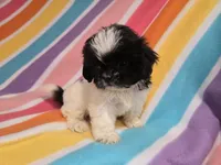 Shihtzu, a female Shih Tzu for sale in Buffalo, NY – 2 of 4