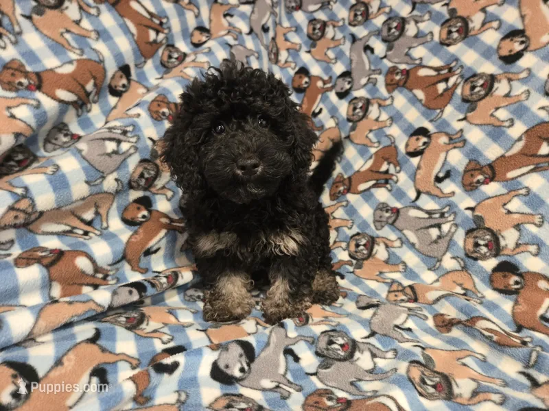Cockapoo – Cockapoo puppy for sale in Buffalo, NY