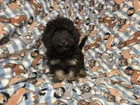 Cockapoo, a male Cockapoo for sale in Buffalo, NY – 1 of 4