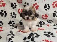 Bichon /Shih tzu , a male Bichon Frise and Shih Tzu for sale in Buffalo, NY – 3 of 4