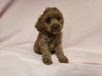 Cockapoo, a female Cockapoo for sale in Buffalo, NY – 3 of 5
