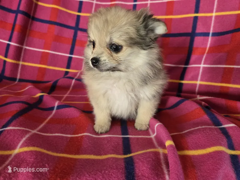 Pomeranian  – Pomeranian puppy for sale in Buffalo, NY