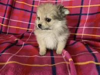 Pomeranian , a female Pomeranian for sale in Buffalo, NY – 2 of 4
