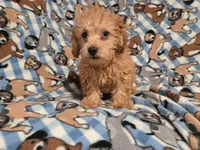 Yorkie poo, a male Yorkipoo for sale in Buffalo, NY – 5 of 5