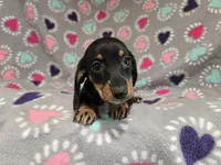 Mini Dachshund, a female Miniature Dachshund for sale in Buffalo, NY – 2 of 4